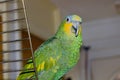 Bird Orange-winged amazon Parrot Looking at camera on top of cage