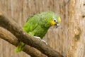 Orange-winged amazon is sitting on a branch