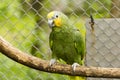 Orange-winged amazon is sitting on a branch