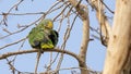 Orange-winged Amazon Sleeping