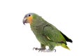 Orange-winged amazon on white background Royalty Free Stock Photo