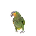 Orange-winged amazon on white background Royalty Free Stock Photo