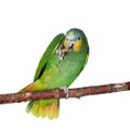 Orange-winged amazon on white background Royalty Free Stock Photo