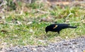Orange winged blackbird eating in green grass
