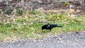 Orange winged blackbird eating in green grass