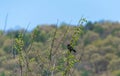 Orange winged blackbird perched in shrub