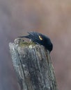 Orange winged blackbird perched on wooden post