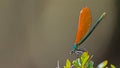 Orange-winged dragonfly resting on a branch Royalty Free Stock Photo