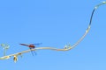 Orange-winged dropwing