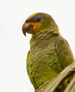 Orange-winged Parrot portrait