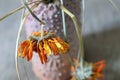 . orange withered flower bouquet Royalty Free Stock Photo