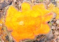 Orange wood