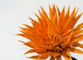 Orange wood flower Royalty Free Stock Photo