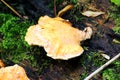 Orange wood fungus