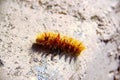 Orange woolly Caterpillar crawling on a stone Royalty Free Stock Photo