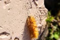 Orange woolly Caterpillar crawling on a stone