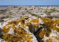 Orange xanthoria a lichenized fungus growing on limestone coastal bedrock with cliffs and sea in the distance in cyprus
