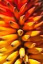 Orange and yellow aloe flowering spike