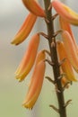 Orange Yellow Aloe Vera Bloom Shallow DOF Royalty Free Stock Photo