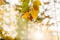 Orange and Yellow Autumn Beech Tree Leaves in brightForest Royalty Free Stock Photo