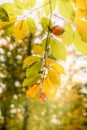 Orange and Yellow Autumn Beech Tree Leaves in brightForest Royalty Free Stock Photo