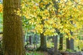 Orange and Yellow Autumn Beech Tree Leaves in brightForest Royalty Free Stock Photo