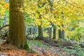 Orange and Yellow Autumn Beech Tree Leaves in brightForest Royalty Free Stock Photo