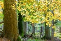 Orange and Yellow Autumn Beech Tree Leaves in brightForest Royalty Free Stock Photo