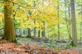 Orange and Yellow Autumn Beech Tree Leaves in brightForest Royalty Free Stock Photo