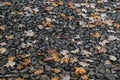 Orange and yellow autumn leaves on stone road ground Royalty Free Stock Photo