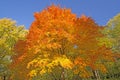 Orange and Yellow on an Autumn Tree