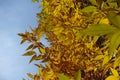 Orange yellow autumnal foliage of Fraxinus pennsylvanica against blue sky in October Royalty Free Stock Photo
