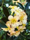 Orange and yellow Azalea flower