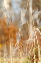 Autumn sedges reeds with blury background