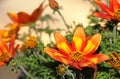 Orange yellow bidens flowers