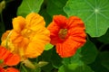 a orange and yellow blossoms of nasturtiums