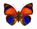 Orange yellow blue and brown butterfly closeup isolated on a whi Royalty Free Stock Photo