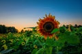 Sunflower multicolored standing out in a field of yellow sunflowers Vibrant and unique Royalty Free Stock Photo