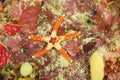 Orange, yellow and brown sea star