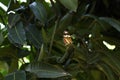 Orange and yellow butterfly in green leaves Royalty Free Stock Photo