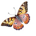 A orange and yellow butterfly with wings The butterfly is painted in watercolor and is the main focus of the image. Royalty Free Stock Photo