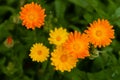 Calendula is a joyful flower. Orange and yellow calendula flowers close-up, top view Royalty Free Stock Photo