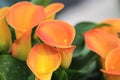 Orange yellow calla lelies grouped together Royalty Free Stock Photo