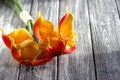 Orange yellow calla lilies on gray wooden background Royalty Free Stock Photo