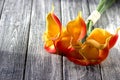 Orange yellow calla lilies on gray wooden background. Royalty Free Stock Photo