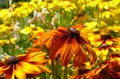 Orange and yellow campfire rudbeckia daisy flowers in closeup Royalty Free Stock Photo