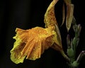 Orange and yellow Canna Lily Close Up Royalty Free Stock Photo