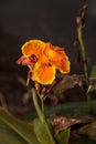 Orange and yellow Canna lily flower Royalty Free Stock Photo