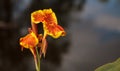 Orange and yellow Canna lily flower Royalty Free Stock Photo