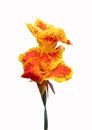Orange and yellow Canna lily flower Royalty Free Stock Photo